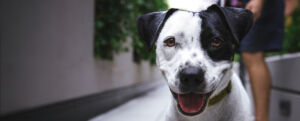 Smiling black and white dog on leash