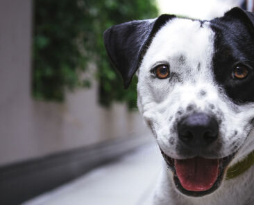 Smiling black and white dog on leash