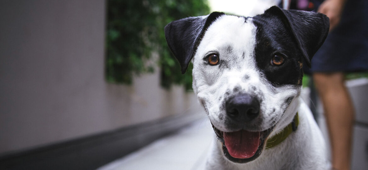 Smiling black and white dog on leash