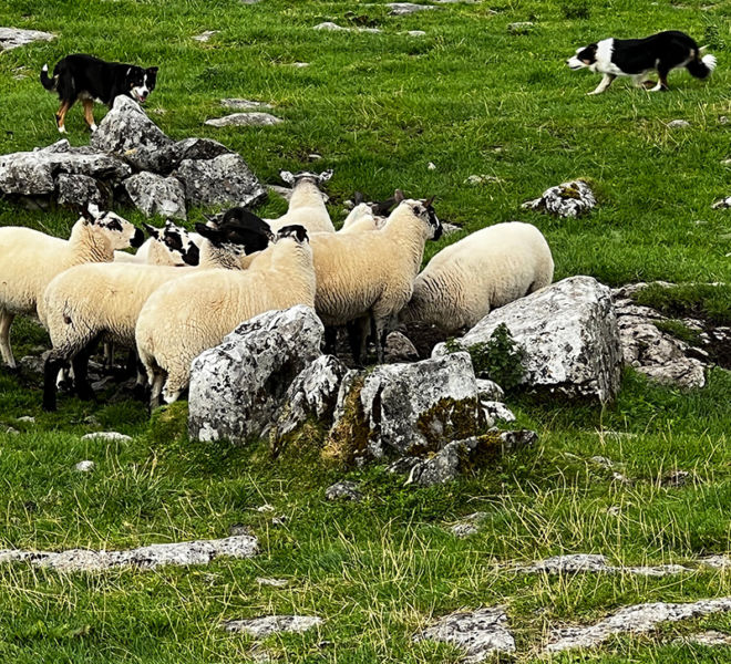 Sheep in countryside