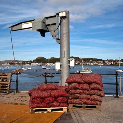 Conwy-Mussels