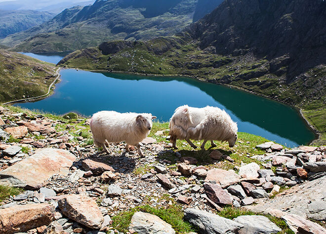 Snowdonia-National-Park-Wildlife