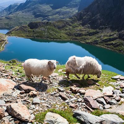 Snowdonia-National-Park-Wildlife