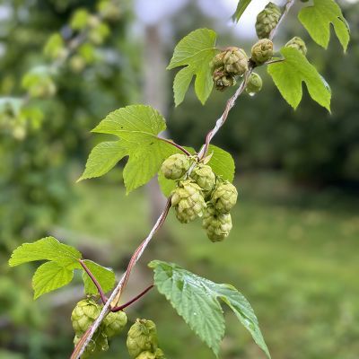 hops on a vine