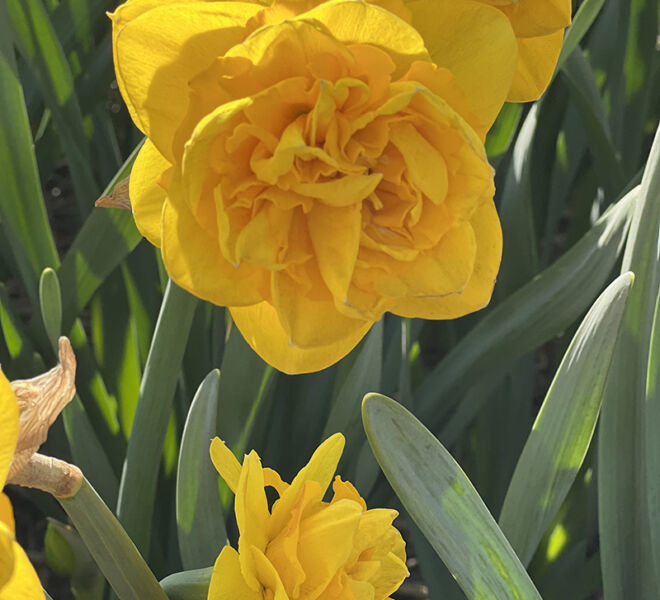 beautiful daffodils in the Netherlands
