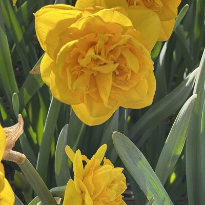 beautiful daffodils in the Netherlands