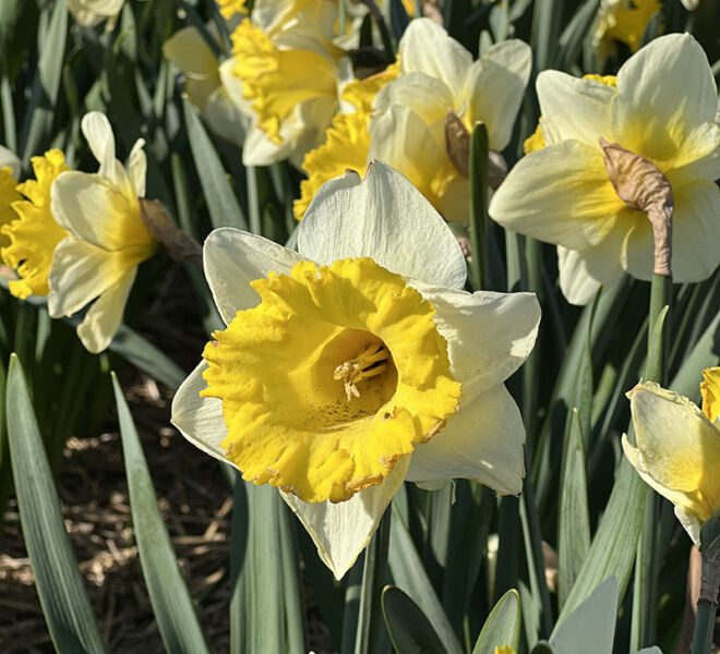 beautiful daffodils in the Netherlands