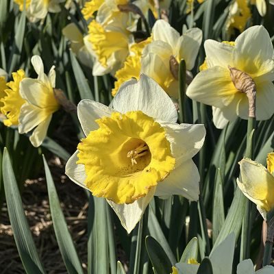 beautiful daffodils in the Netherlands