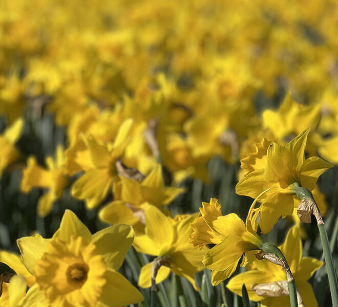 beautiful daffodil field in the Netherlands