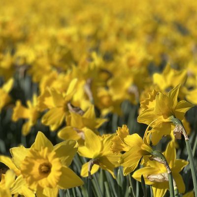 beautiful daffodil field in the Netherlands