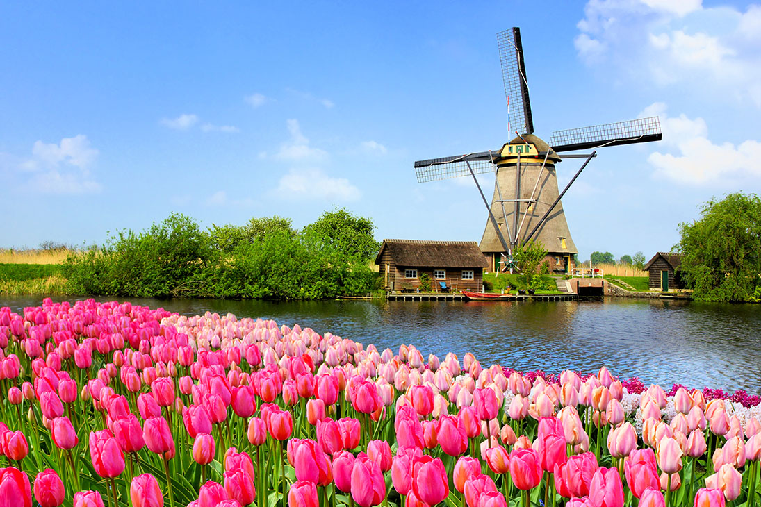 beautiful tulips and windmill in the Netherlands