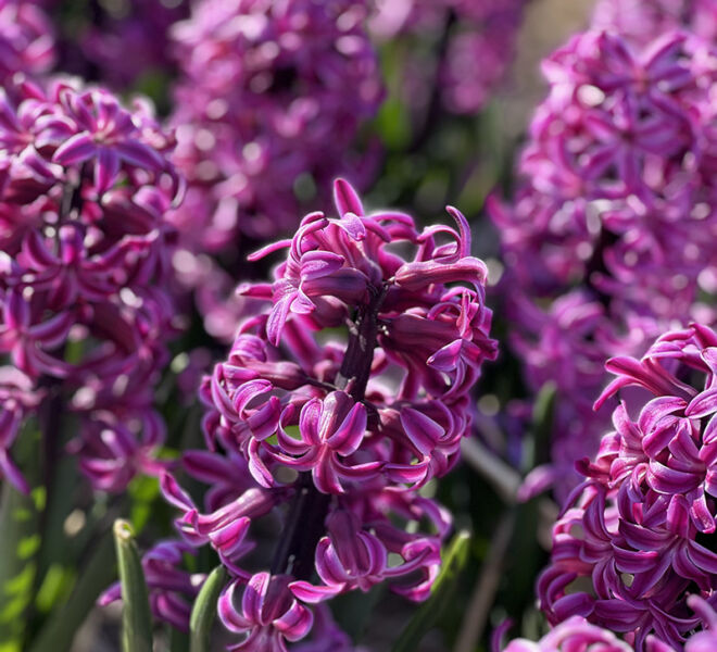 stunning purple flowers in the Netherlands