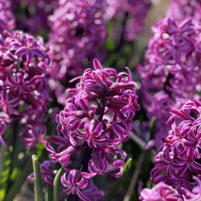 stunning purple flowers in the Netherlands