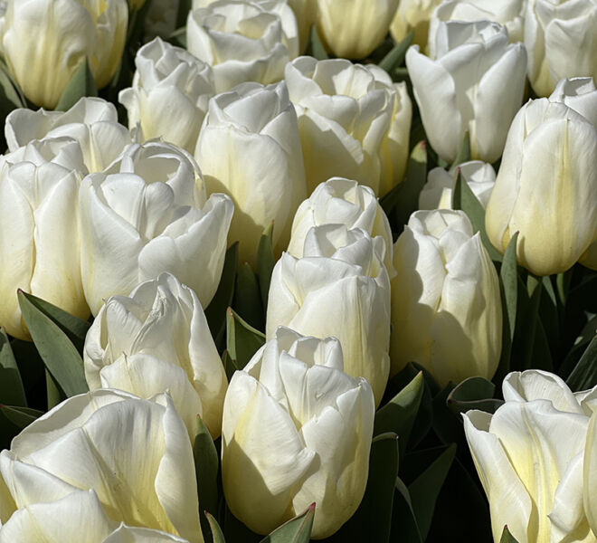 white tulips in the Netherlands