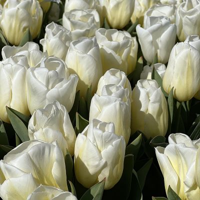white tulips in the Netherlands