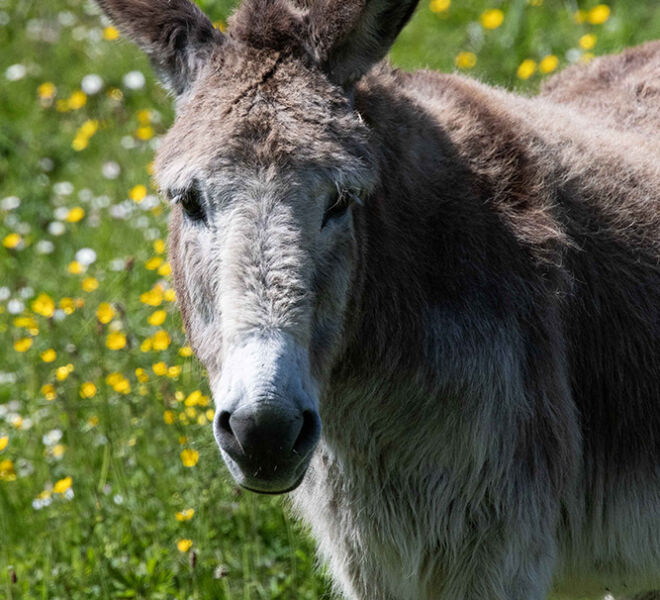 Aran Islands Donkey