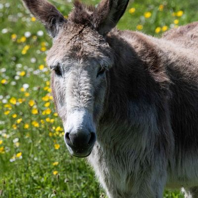 Aran Islands Donkey